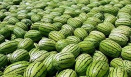 娛樂圈吃瓜爆料 網紅大瓜在哪找 吃瓜祁可愛,網紅大瓜聚集地，吃瓜祁可愛帶你一網打盡