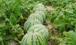 網紅大瓜下載,下載背后的驚人真相