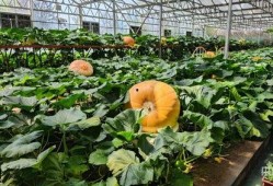 壽光網(wǎng)紅大瓜,一場(chǎng)網(wǎng)絡(luò)輿論的風(fēng)暴