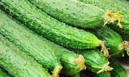 黃瓜c,揭秘黃瓜中的神秘元素