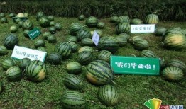 網絡大瓜.黑瓜吃料網