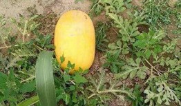 52吃瓜爆料免費吃瓜視頻