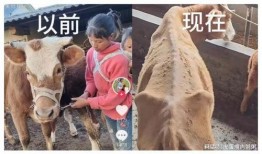 網紅小英被曝大瓜,背后真相令人震驚