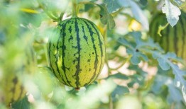 今日吃瓜地址,探尋幕后真相