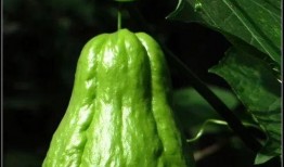 朝陽吃瓜群眾一枚,揭秘京城街頭巷尾的熱辣話題