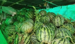 朝陽號外官網免費吃瓜,免費吃瓜盛宴，暢享夏日清涼！