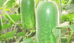 網紅大瓜博雅吃瓜視頻最全觀看,全網最全大瓜盤點，一網打盡網紅圈熱點