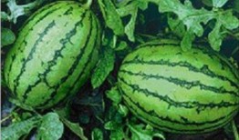 吃瓜網(wǎng)官網(wǎng),帶你領略網(wǎng)絡娛樂資訊的盛宴