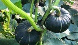 網(wǎng)紅大瓜在哪找,揭秘?zé)衢T事件背后的秘密聚集地