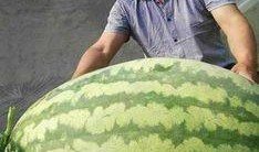 網絡大瓜,揭秘娛樂圈幕后真相，帶你走進明星隱私世界