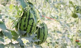 懷仁最近網(wǎng)紅大瓜,揭秘背后驚人真相