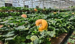 壽光網紅大瓜,一場網絡輿論的風暴