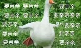 抖音網紅大鵝,萌態可掬，圈粉無數